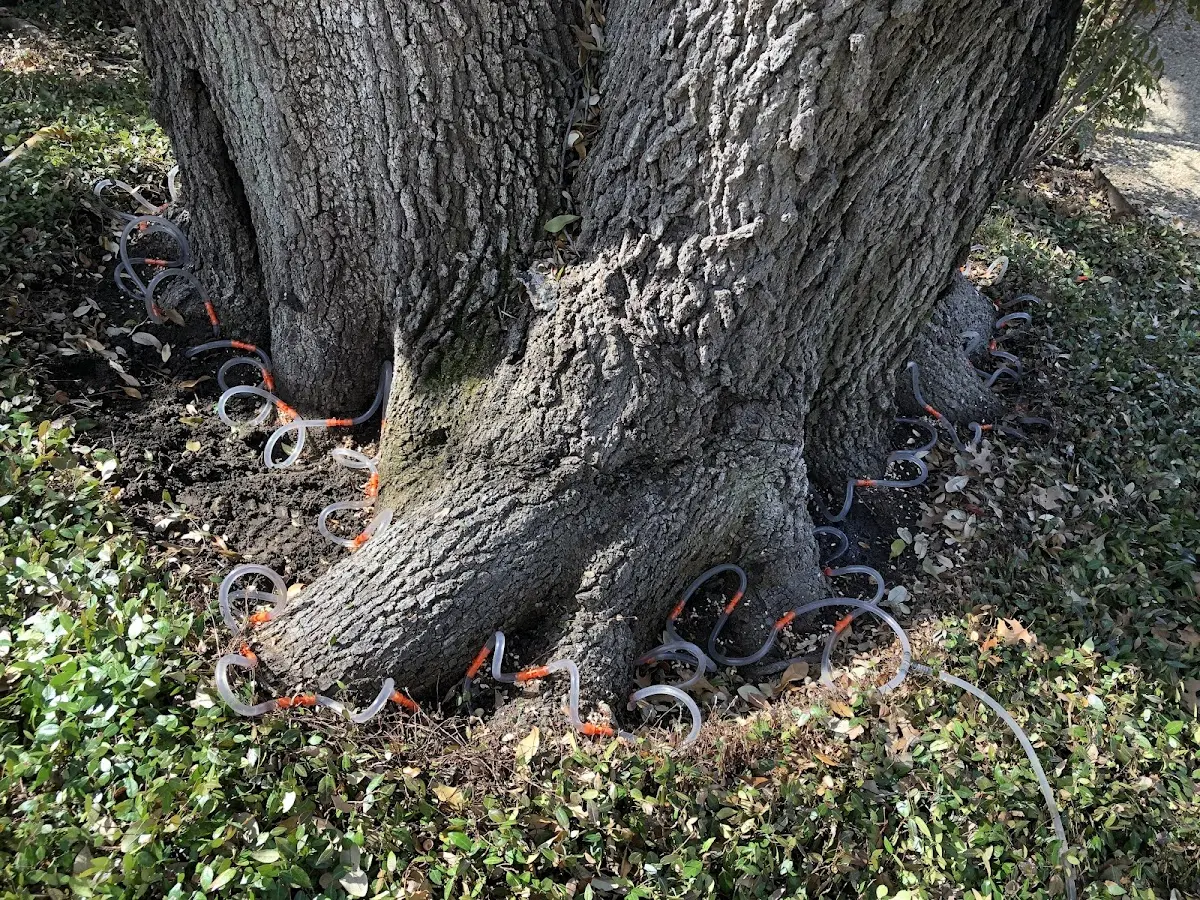 Detailed Tree Cabling and Bracing job site in Byhalia