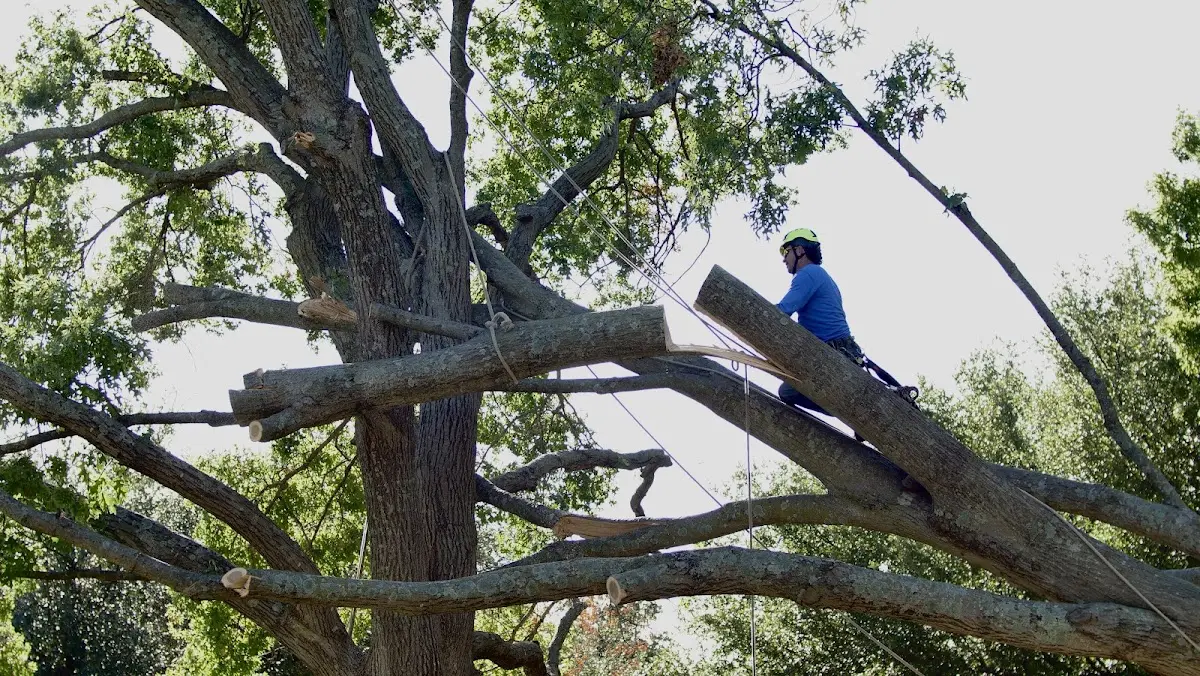 Professional Crown Thinning performed by certified arborists in Byhalia