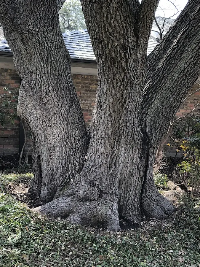 Mature heritage tree close to a Byhalia property cared for by certified arborists